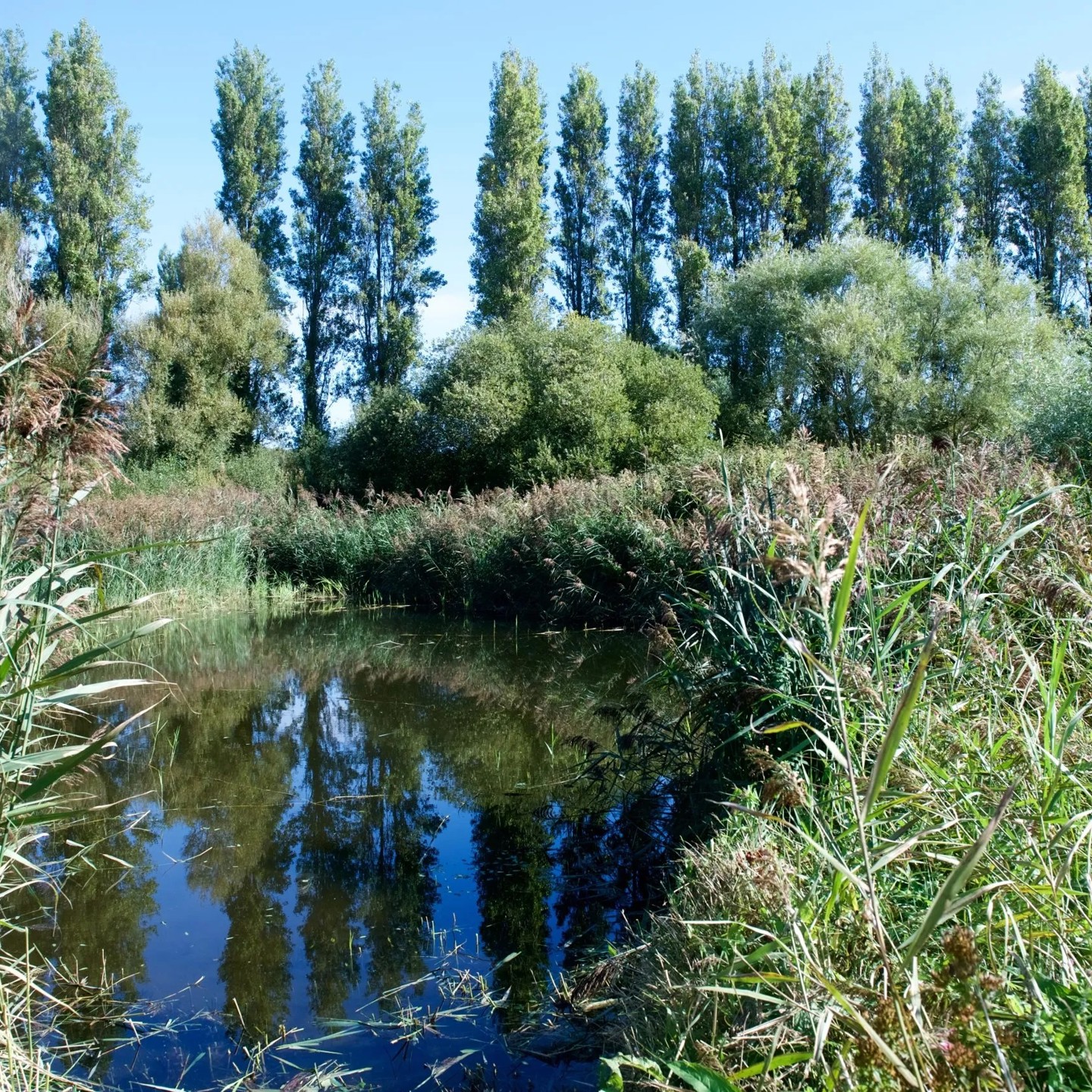 Marsh
