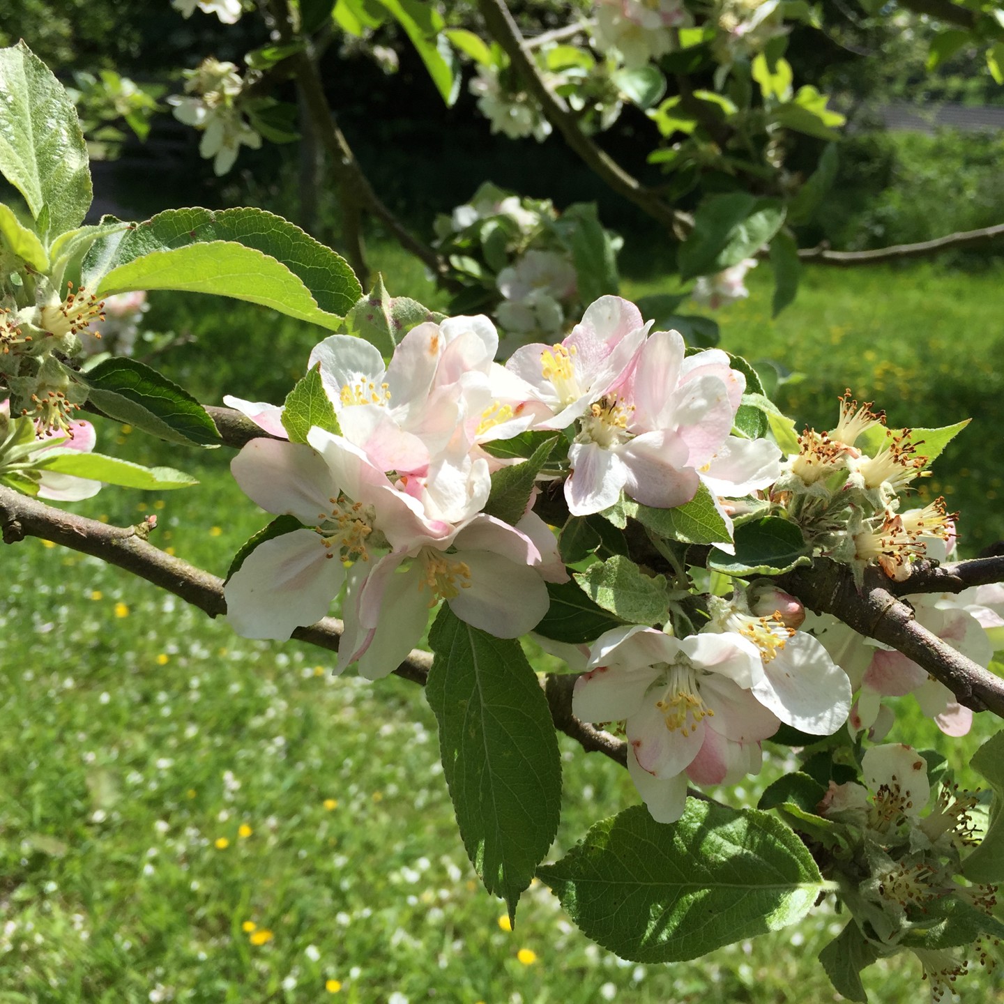 Elms Orchard Apple Blossom