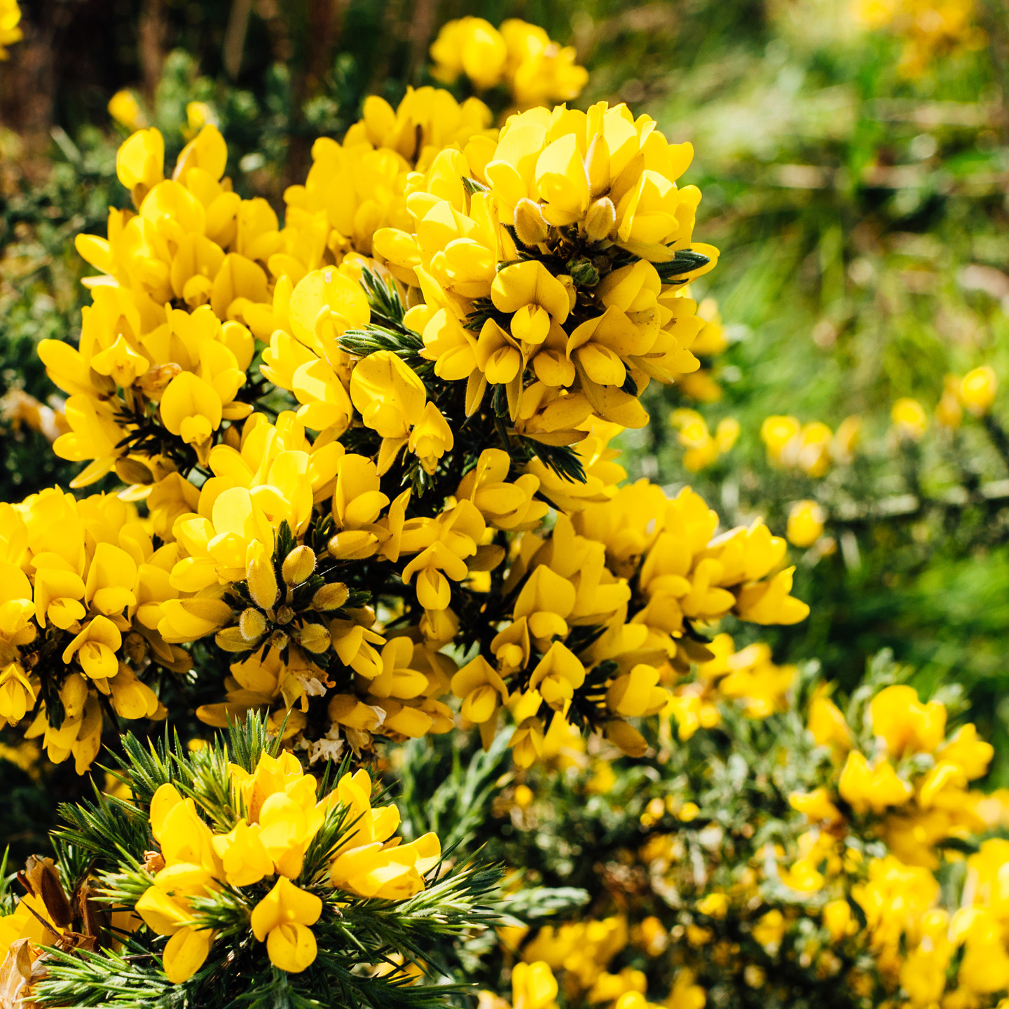 Gorse (1)
