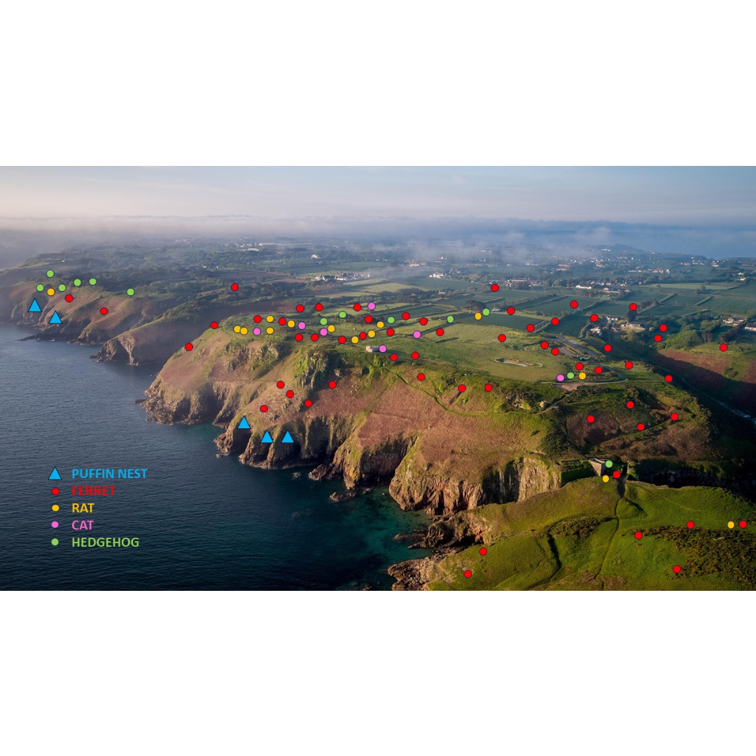 Aerial view of Plemont, Jersey, with key indicating sightings of puffin threats