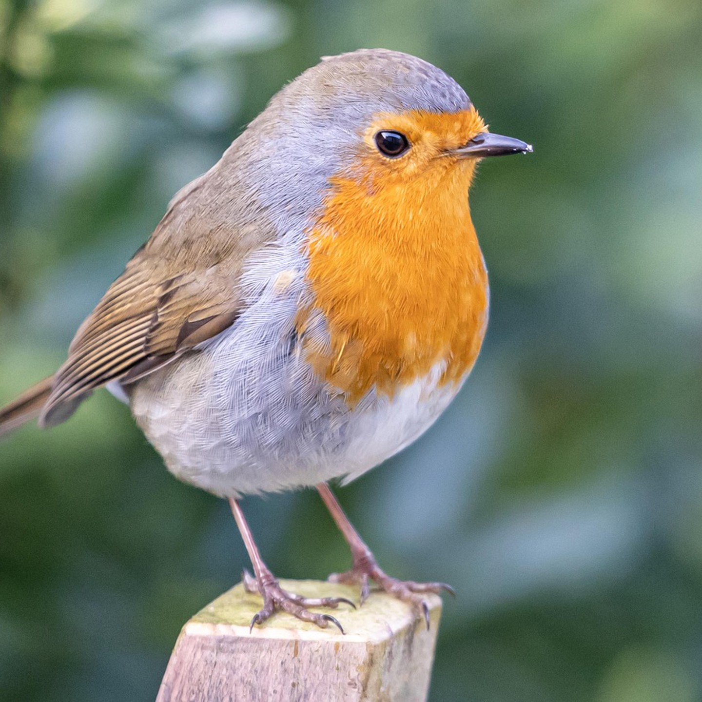 Robin 6011360 1280 (1)