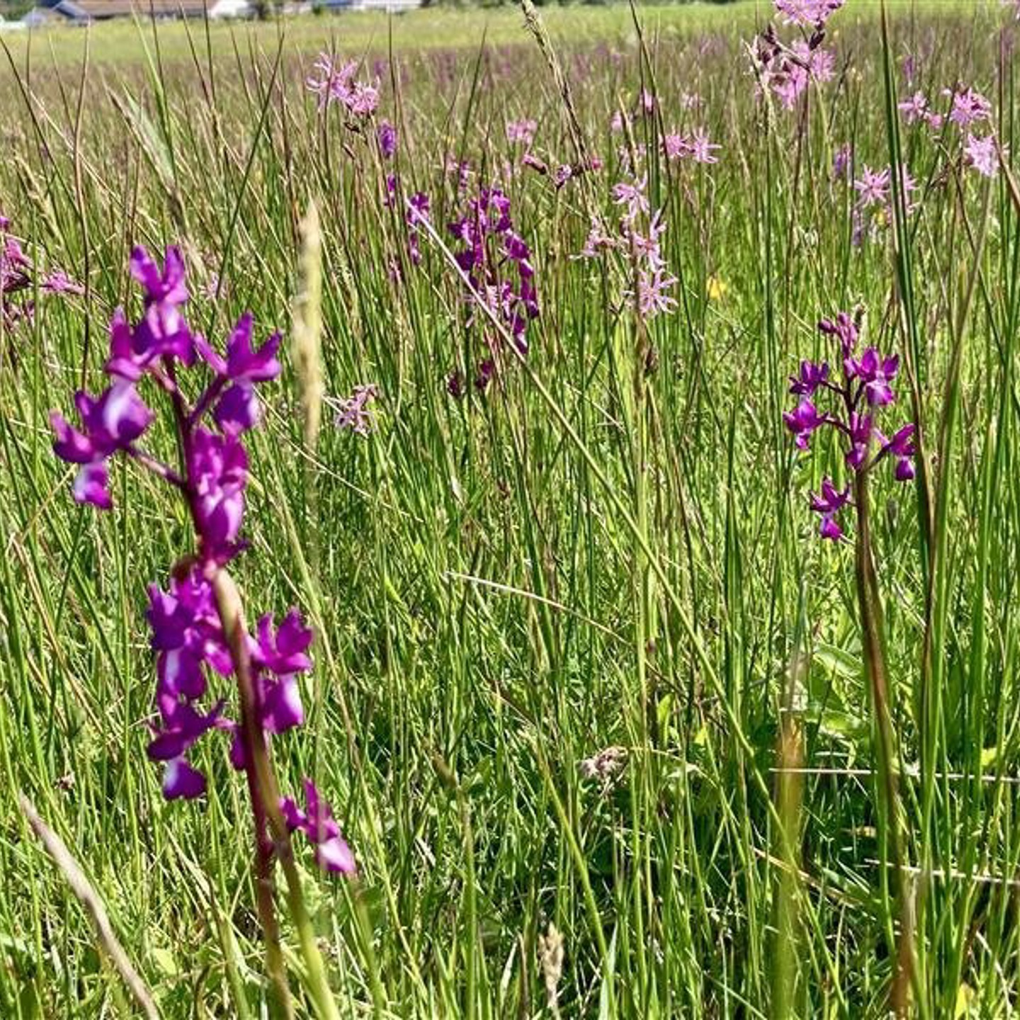 Orchids 2