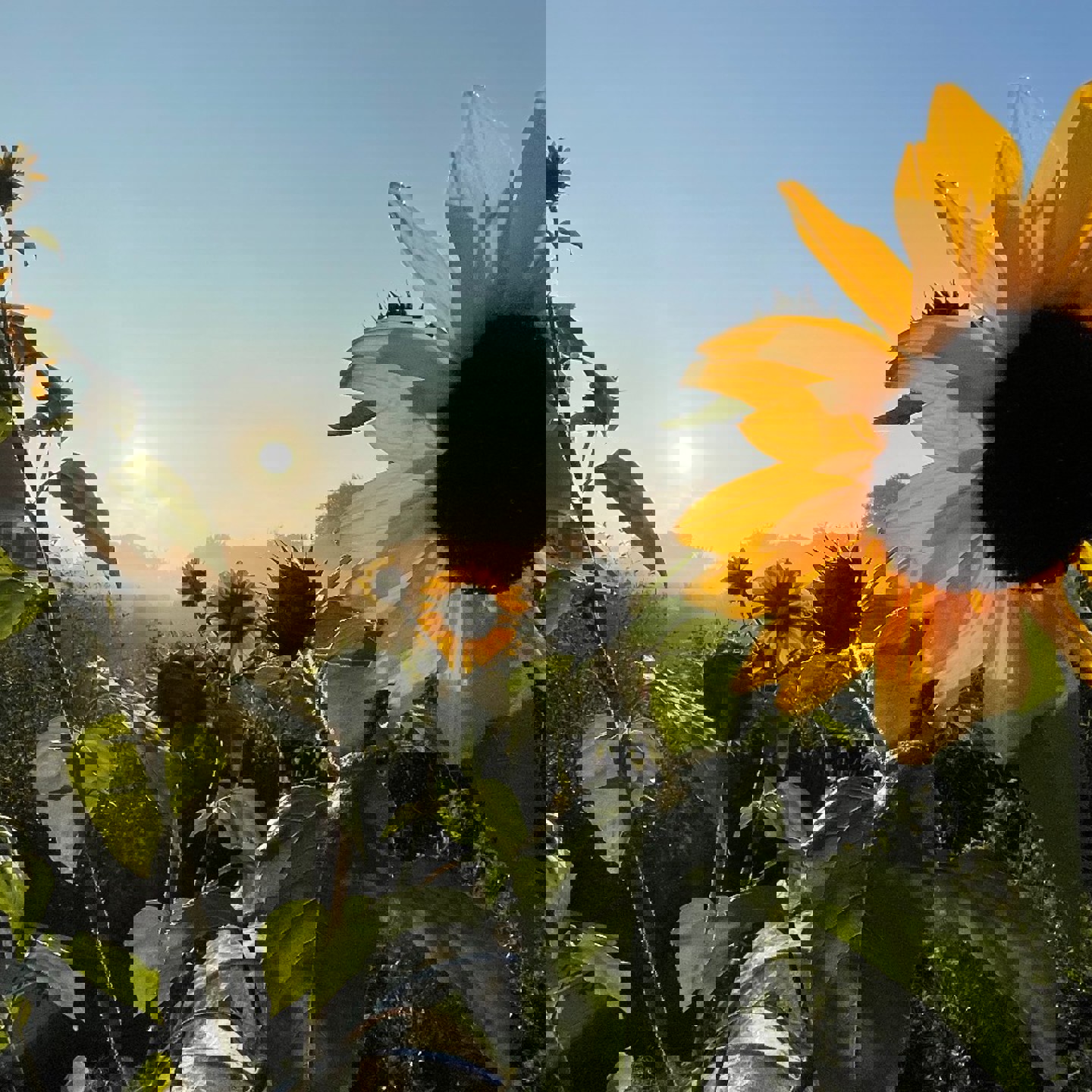 Elms Sunflowers
