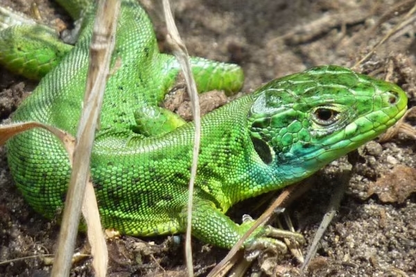 Jersey Green Lizard (1)