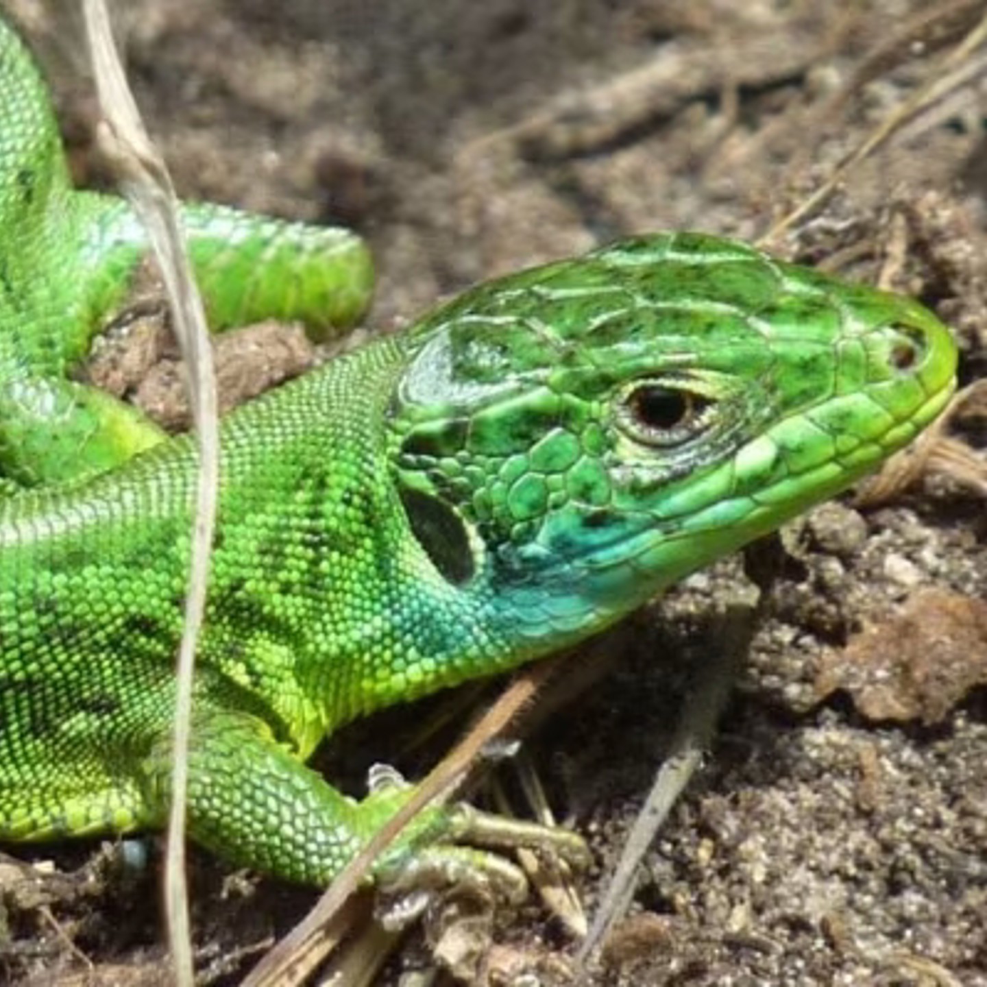 Jersey Green Lizard (1)