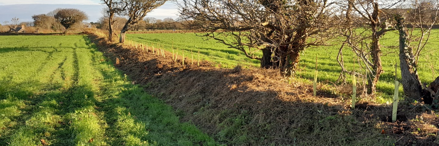 Completed Hedge 2