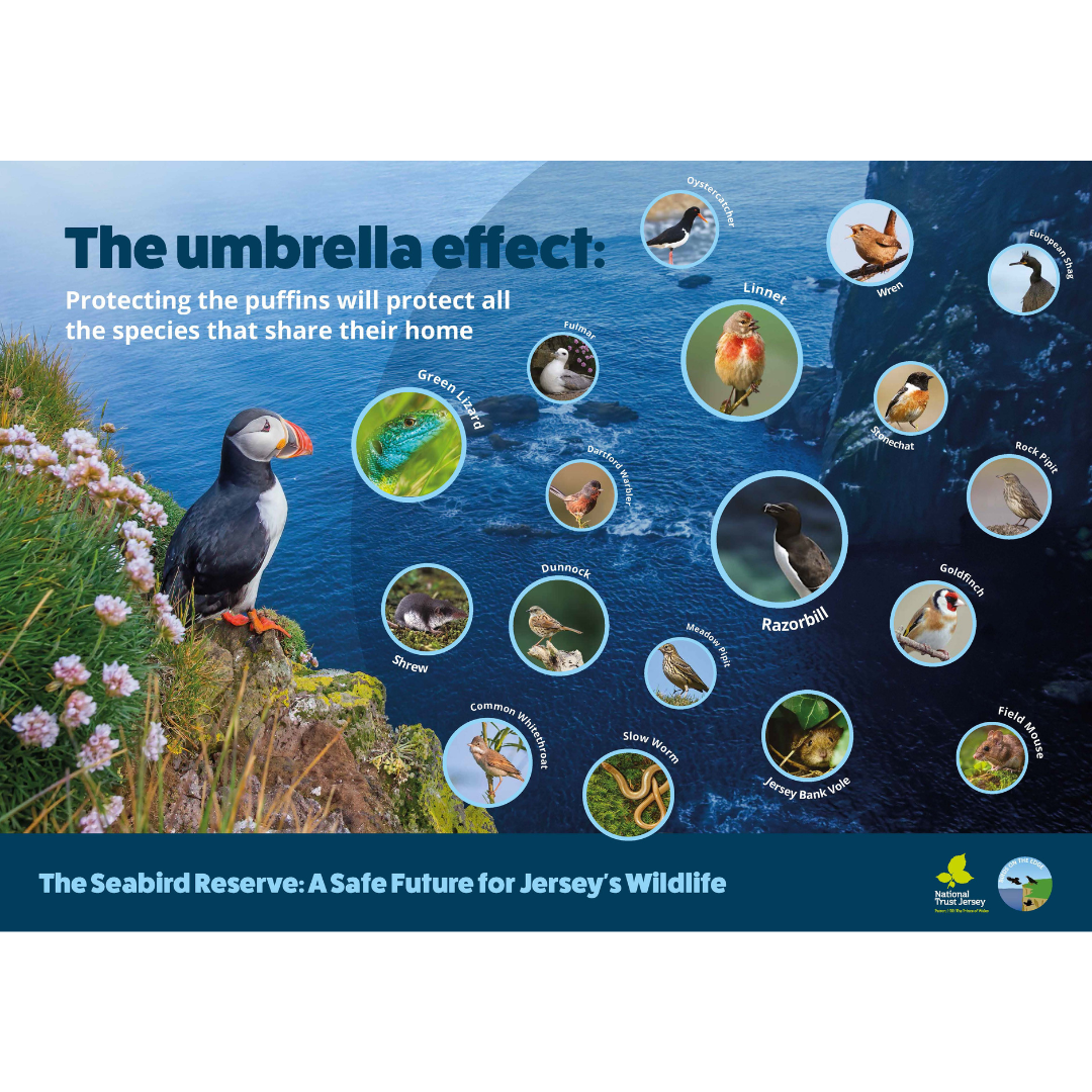 Plemont Seabird Reserve - The Umbrella Effect showing other species the reserve will protect