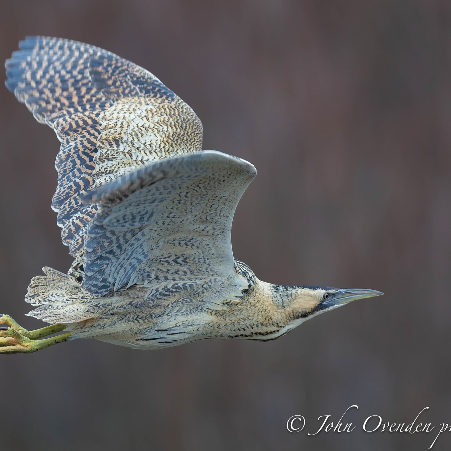 603894443 1441965961264428 4786767489307789899 N