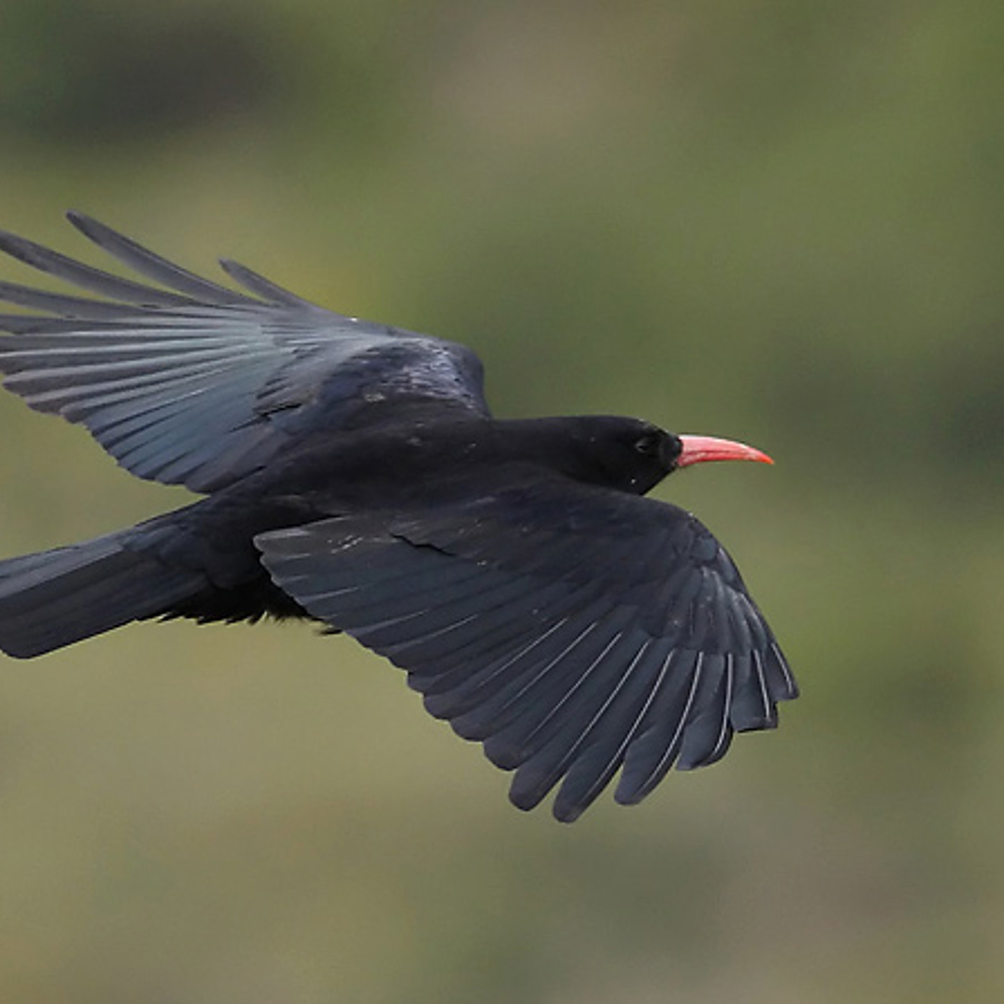 BOE Chough Flying