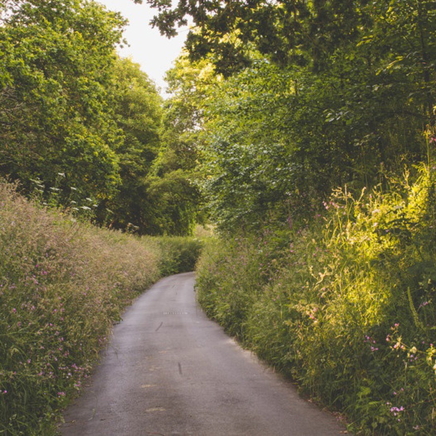 Country Lane