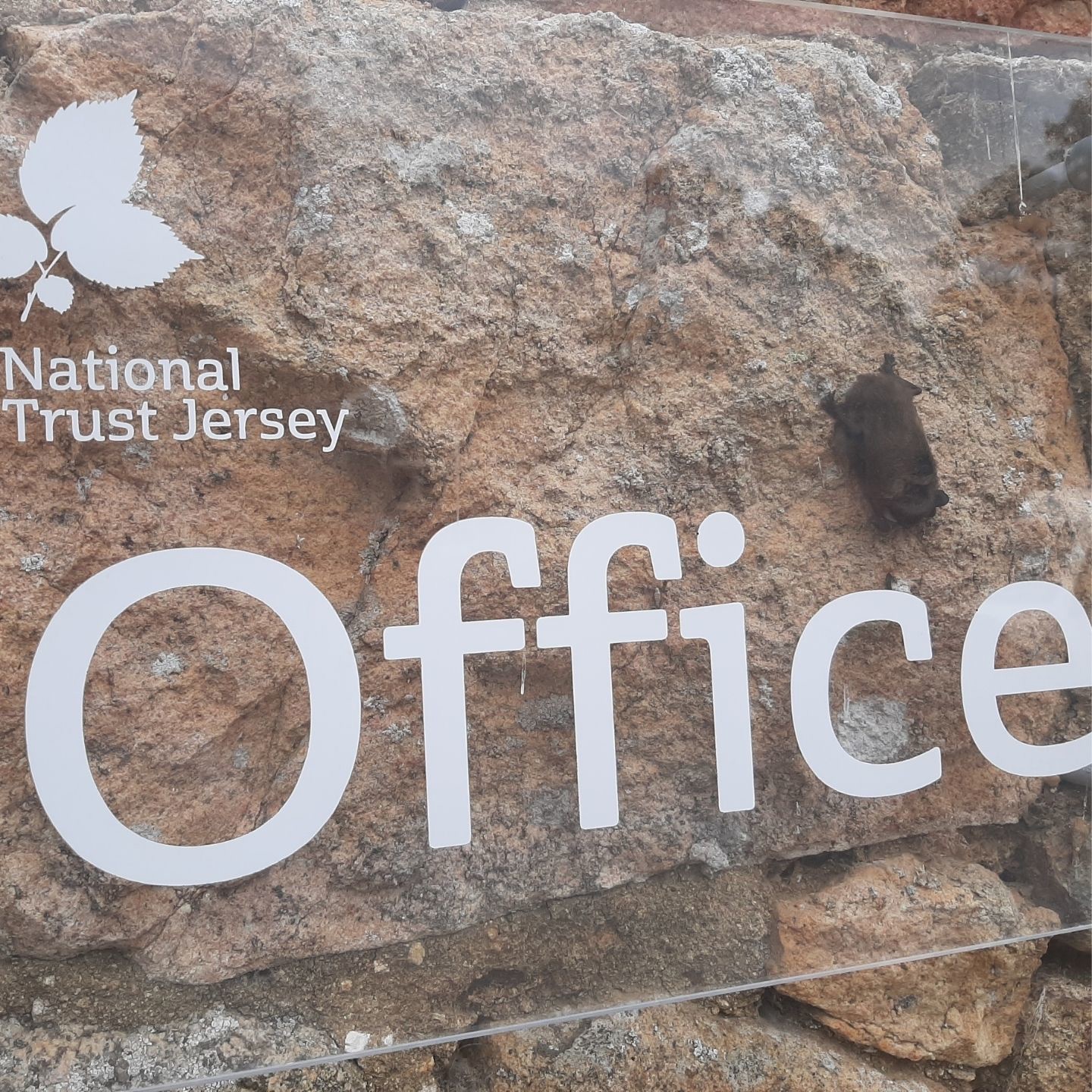 Pipistrelle For Website