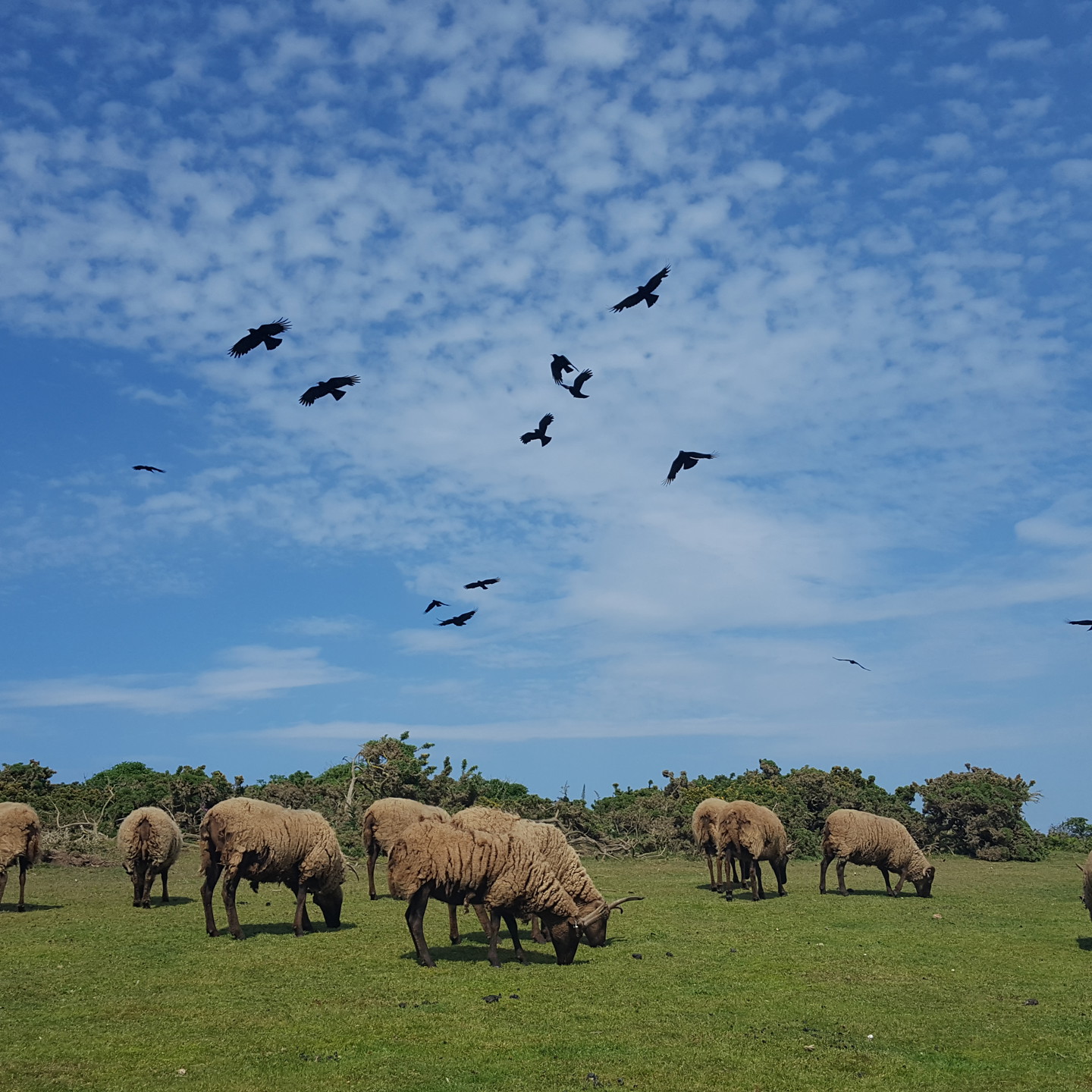 BOE Choughs Flying Above Sheep