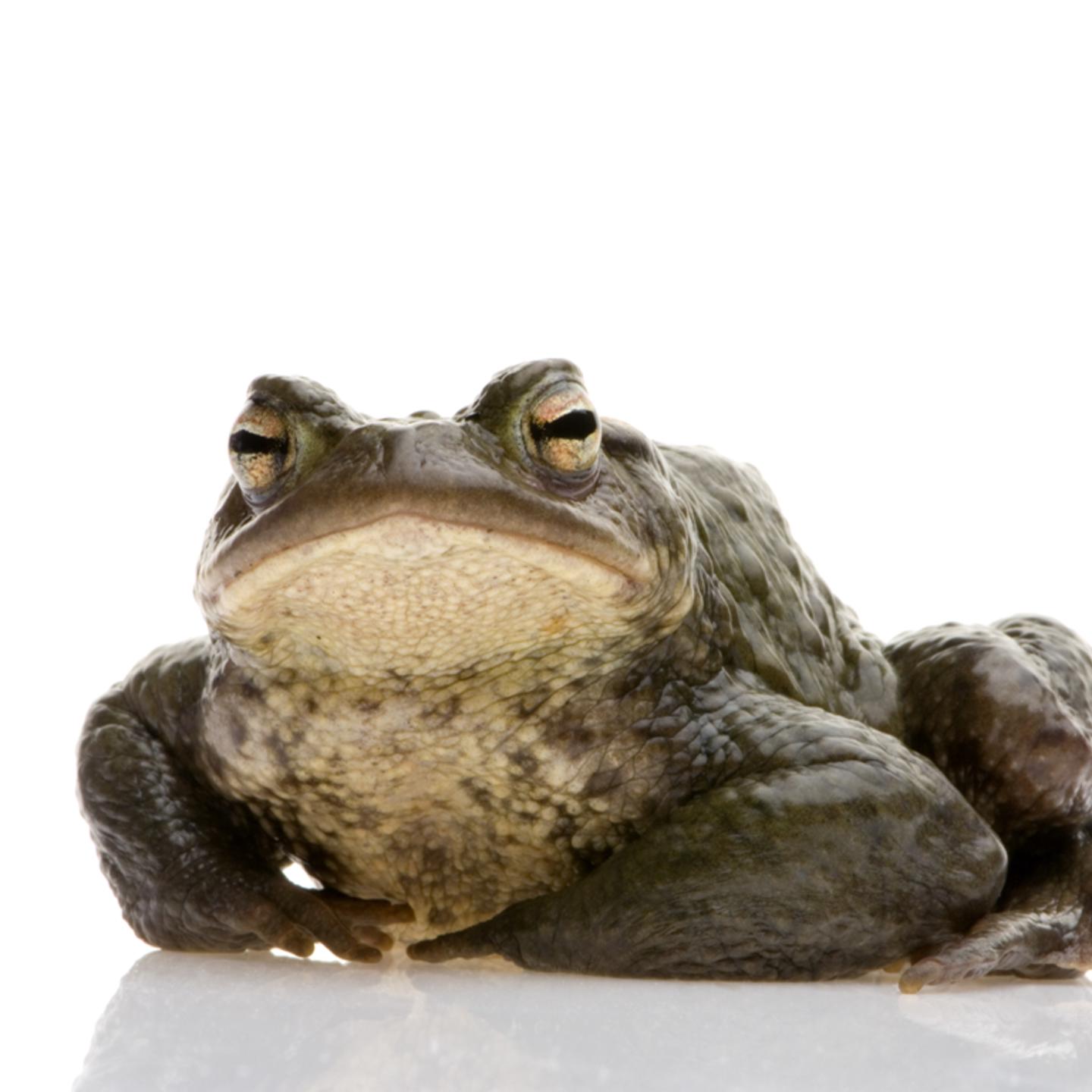 Crapaud