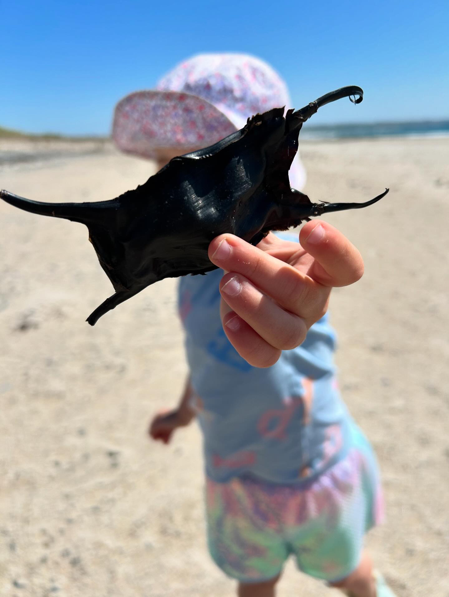Girl holds out shark egg case on a beach