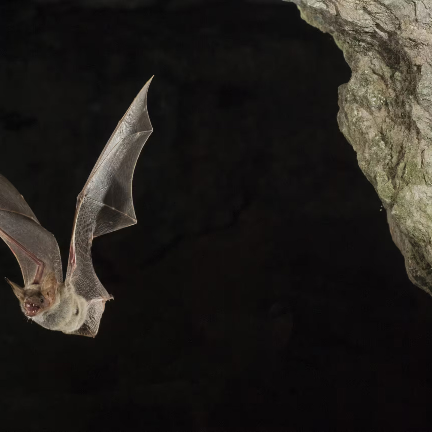 Bat Article Scaled