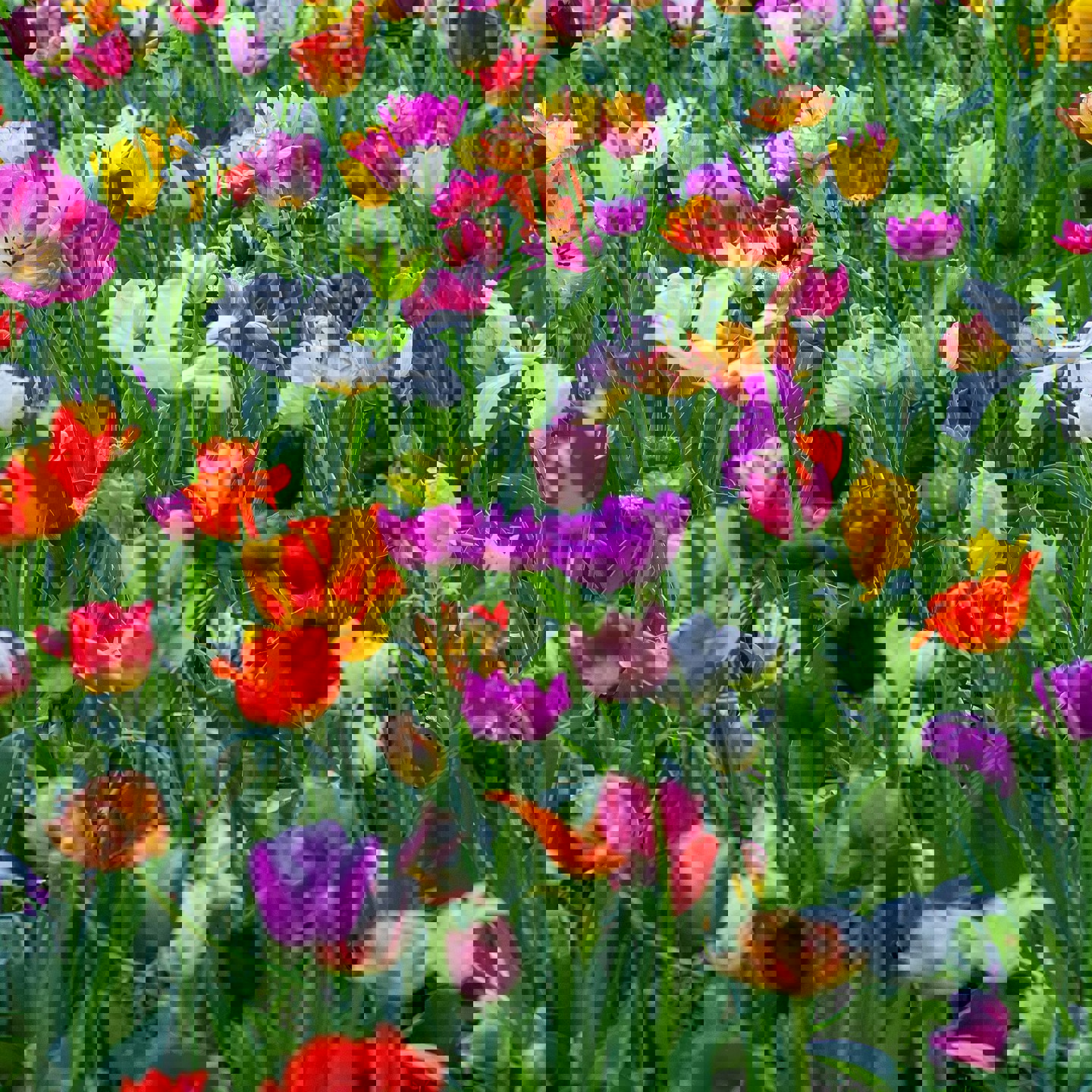 Yoksel Zok 4Sz646m4faa Unsplash