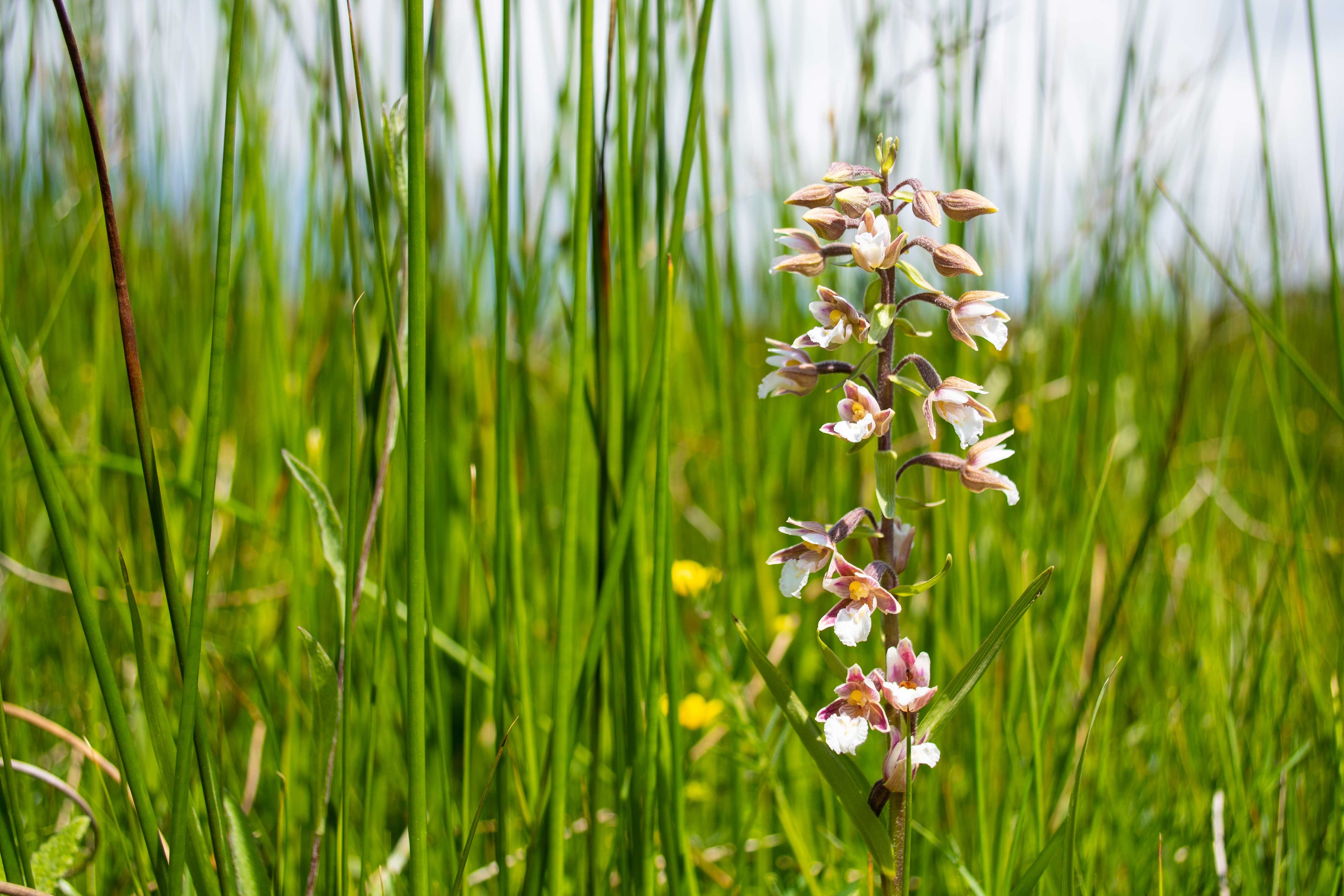 Marsh Helleborine Epipactis Palustris
