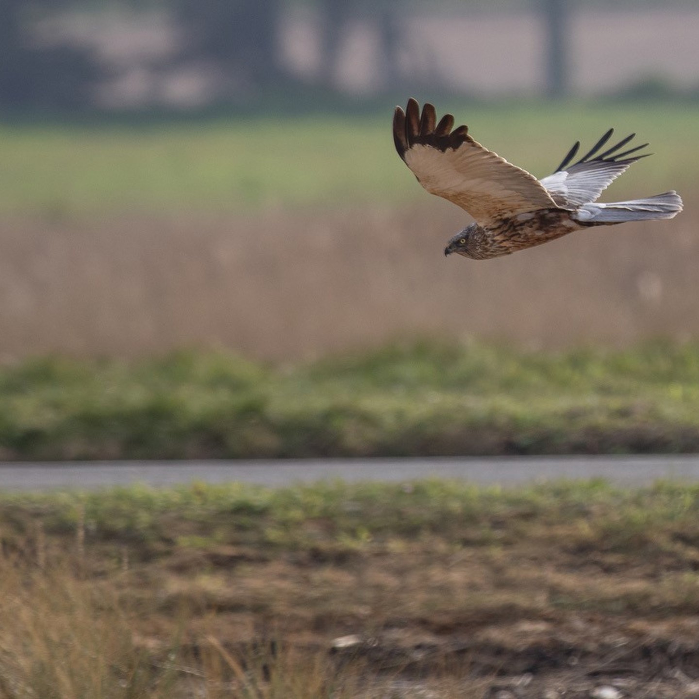 Male Marsh Harrier