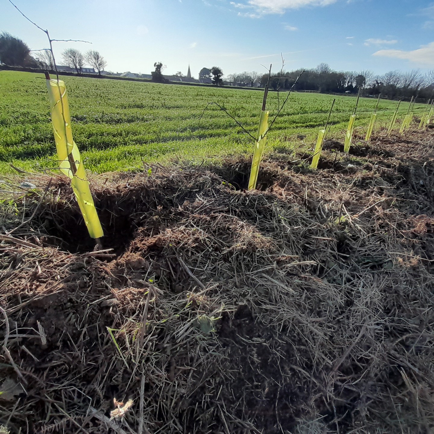 Planted Whips With St Johns Church In The Background
