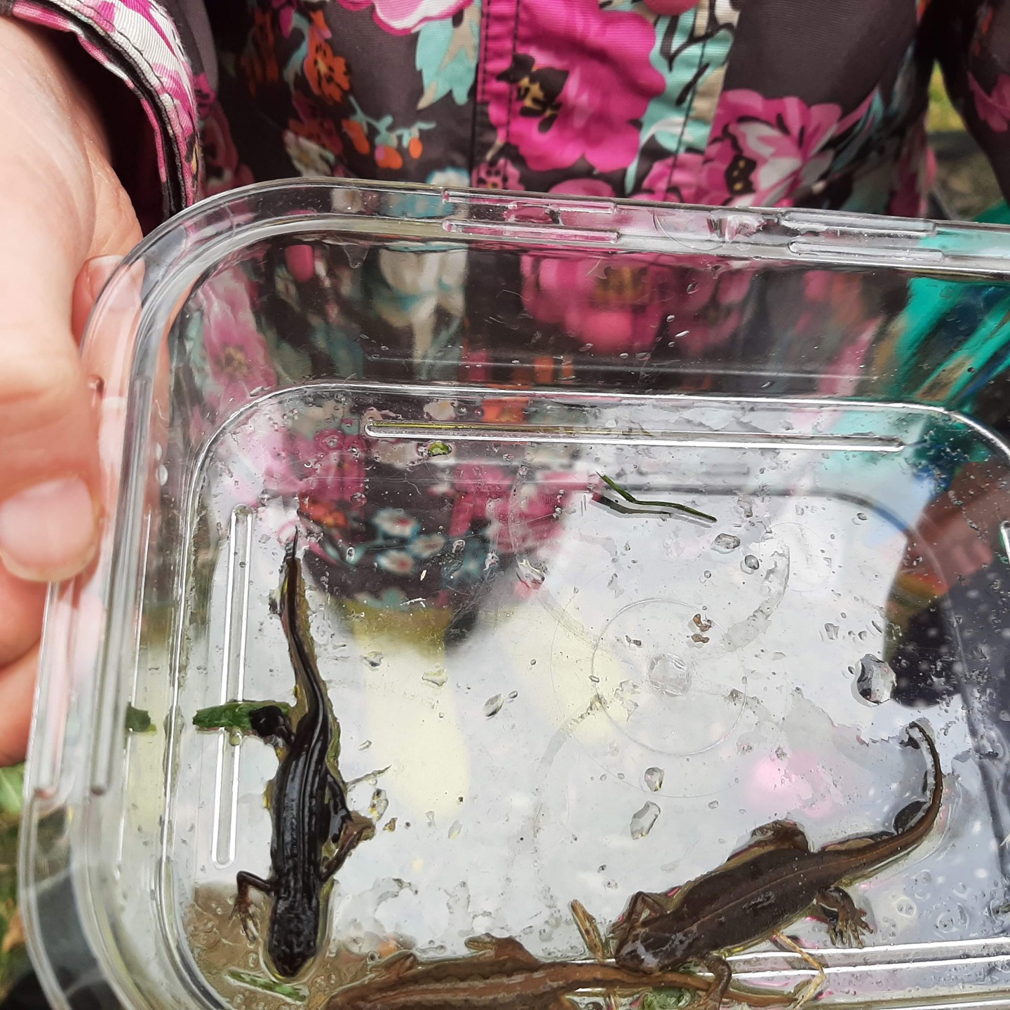 Male & Female Palmate Newts 2022.04 (1)