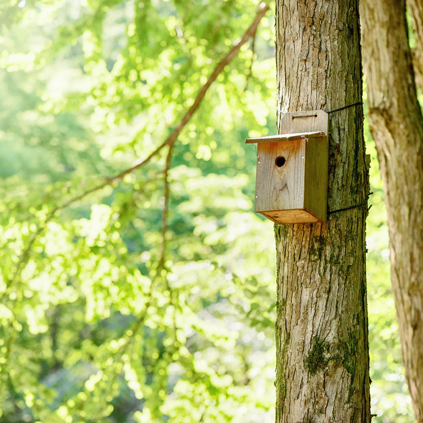Bird Box