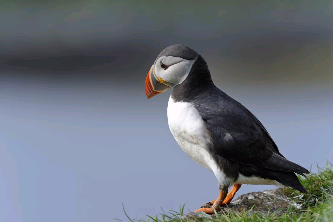 Puffin Picture Purchased