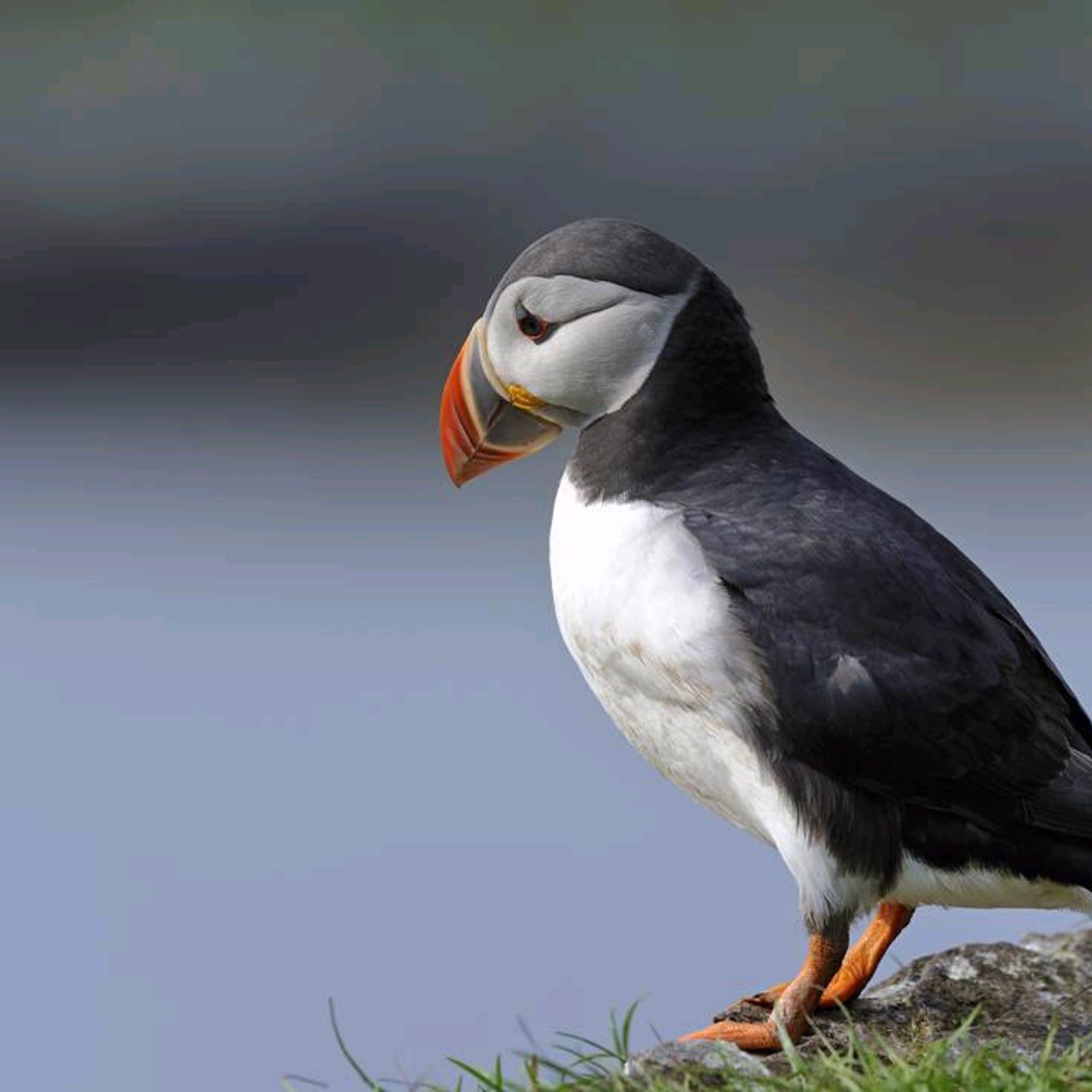 Puffin Picture Purchased