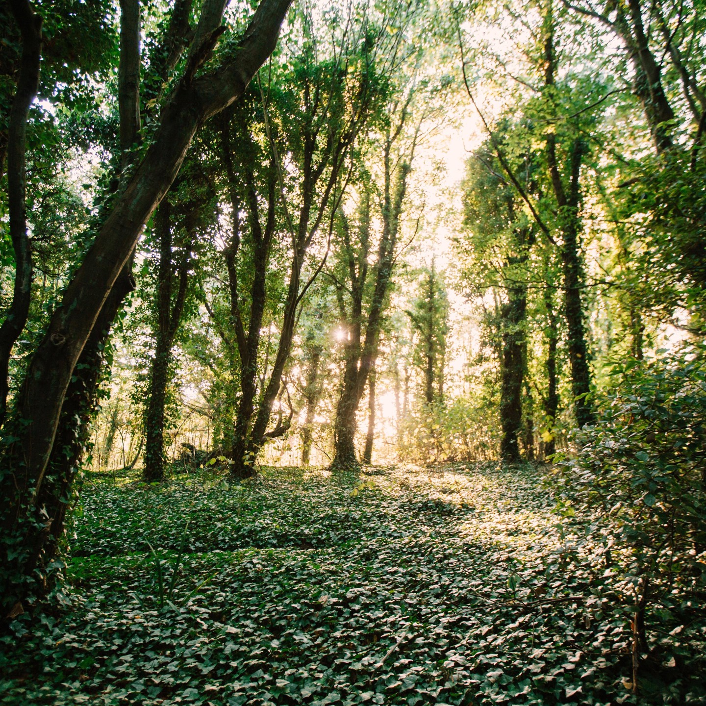 Walking Woodland