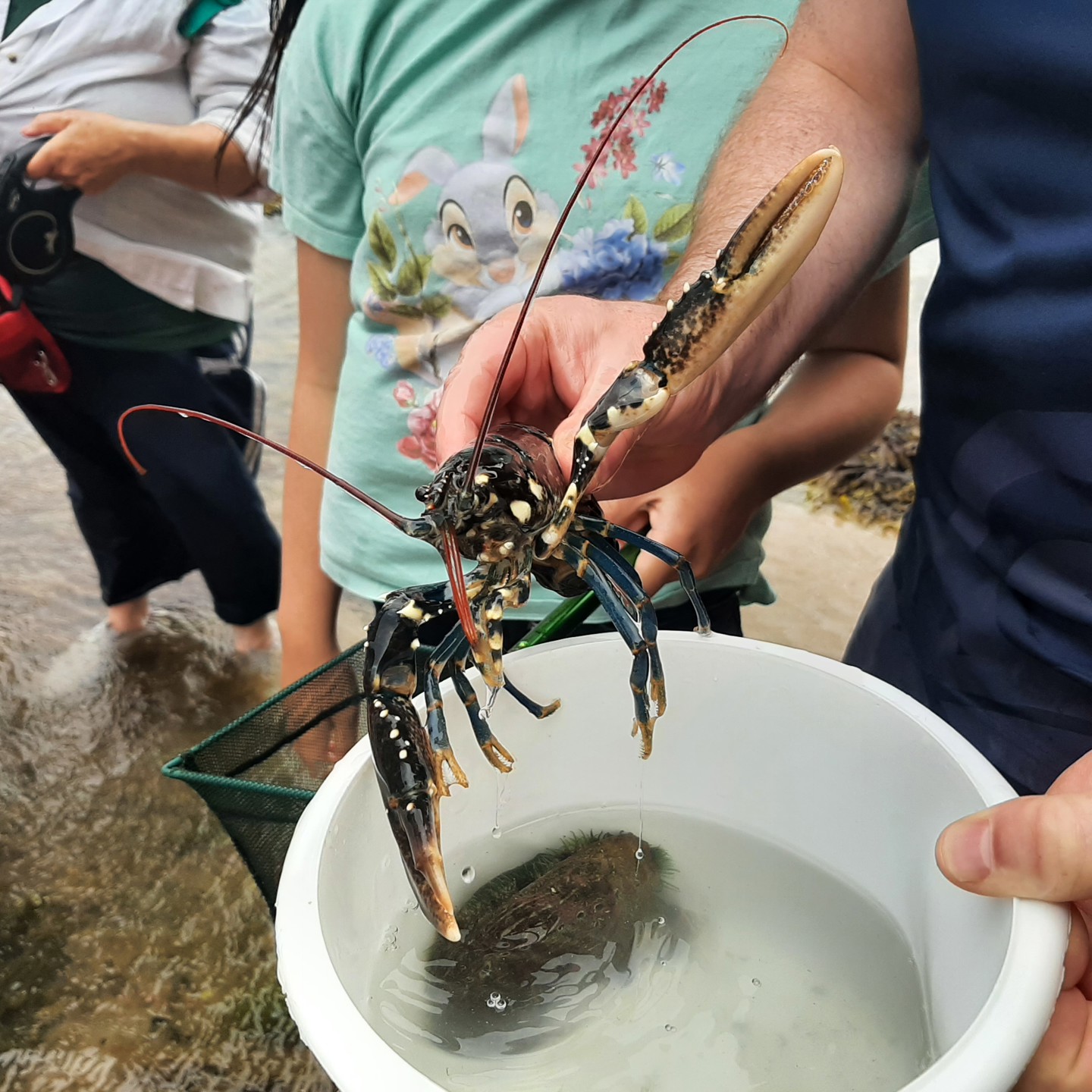 23.07.21 Lobster