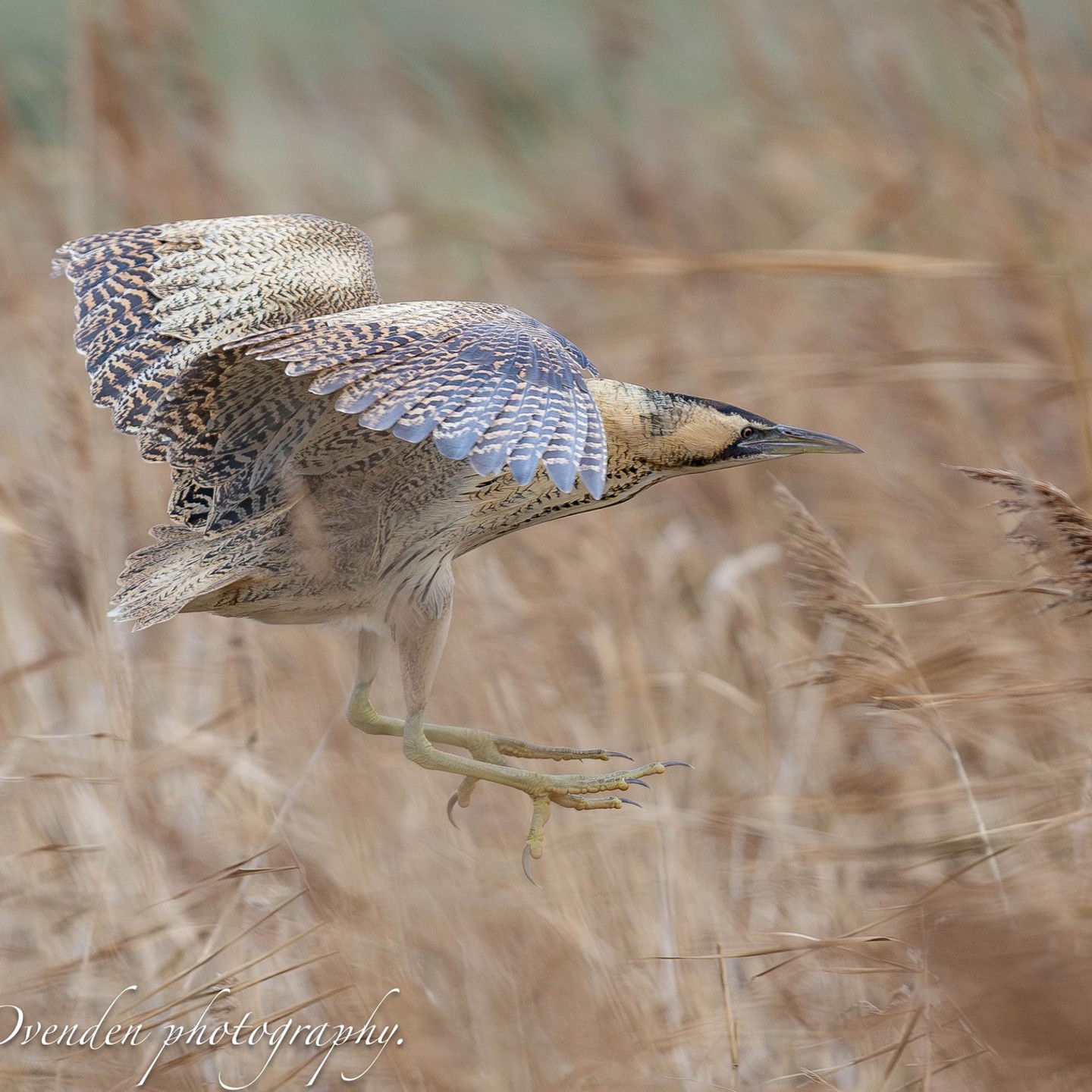 603070734 1441965431264481 3292587665096647163 N (2)