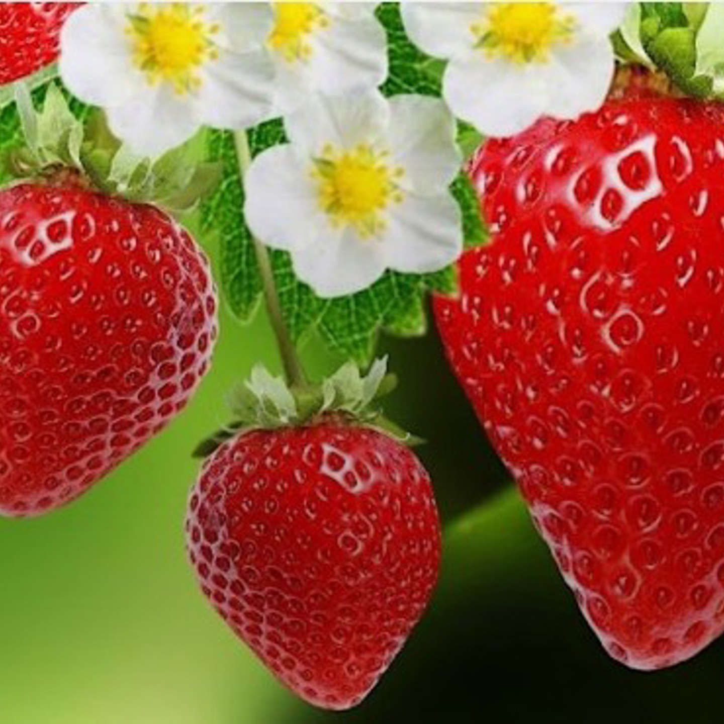 Strawberry Delight