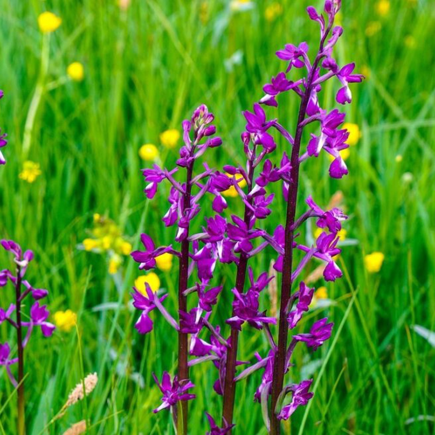 Orchid 2