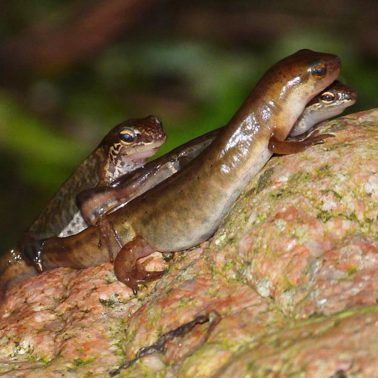 Secret Lives Of Herptiles