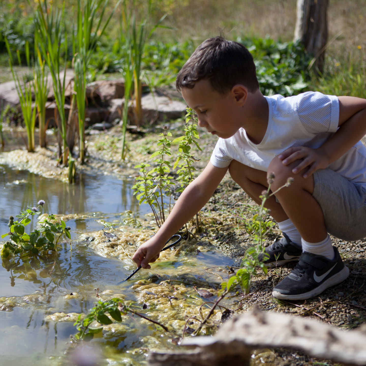 Pond Dipping HSBC Photo