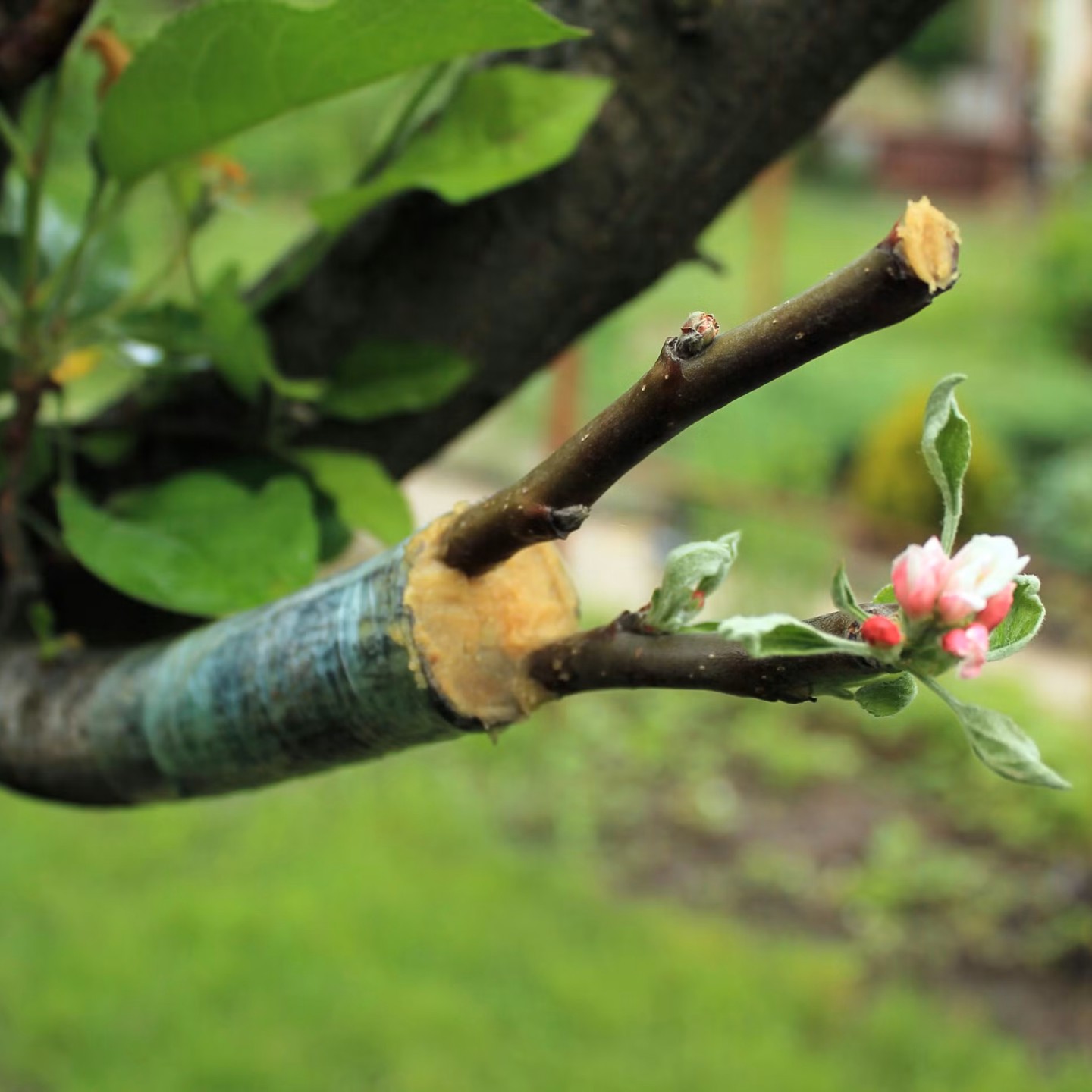 Grafted Apple Tree With New Growth