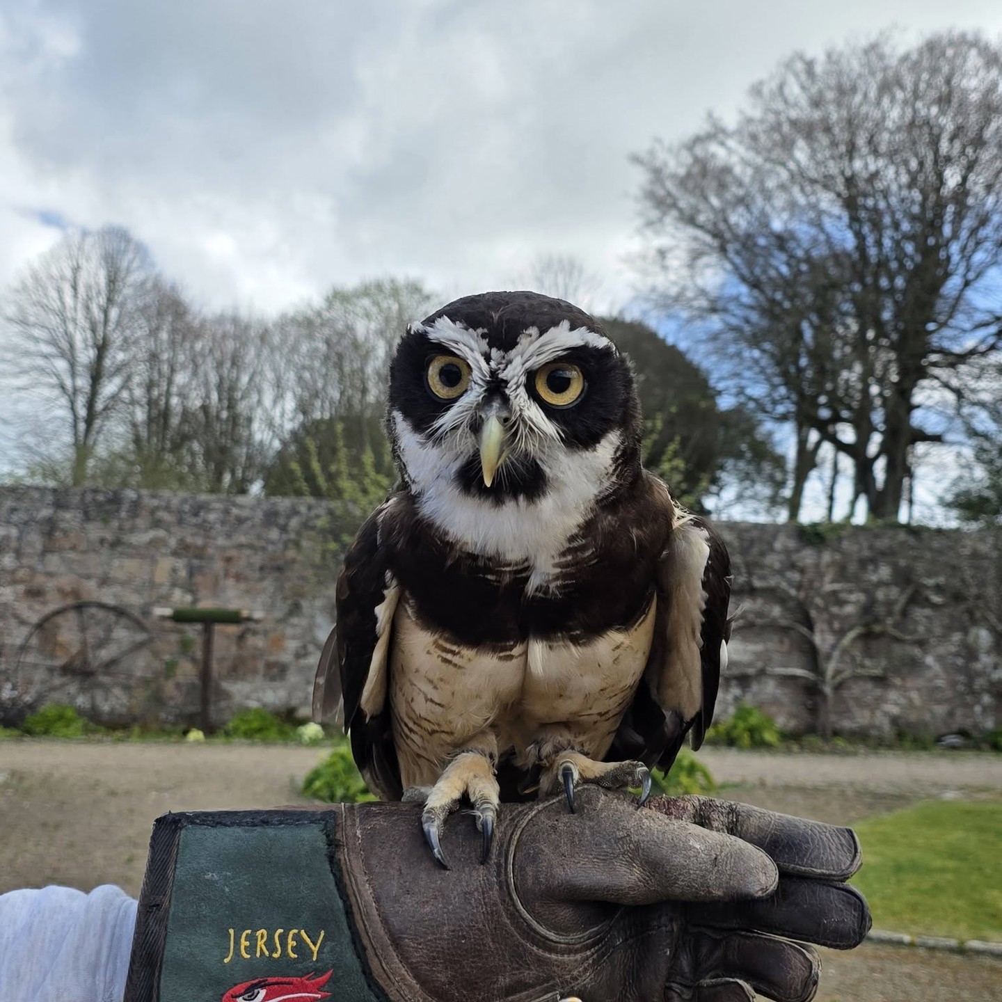 Falconry