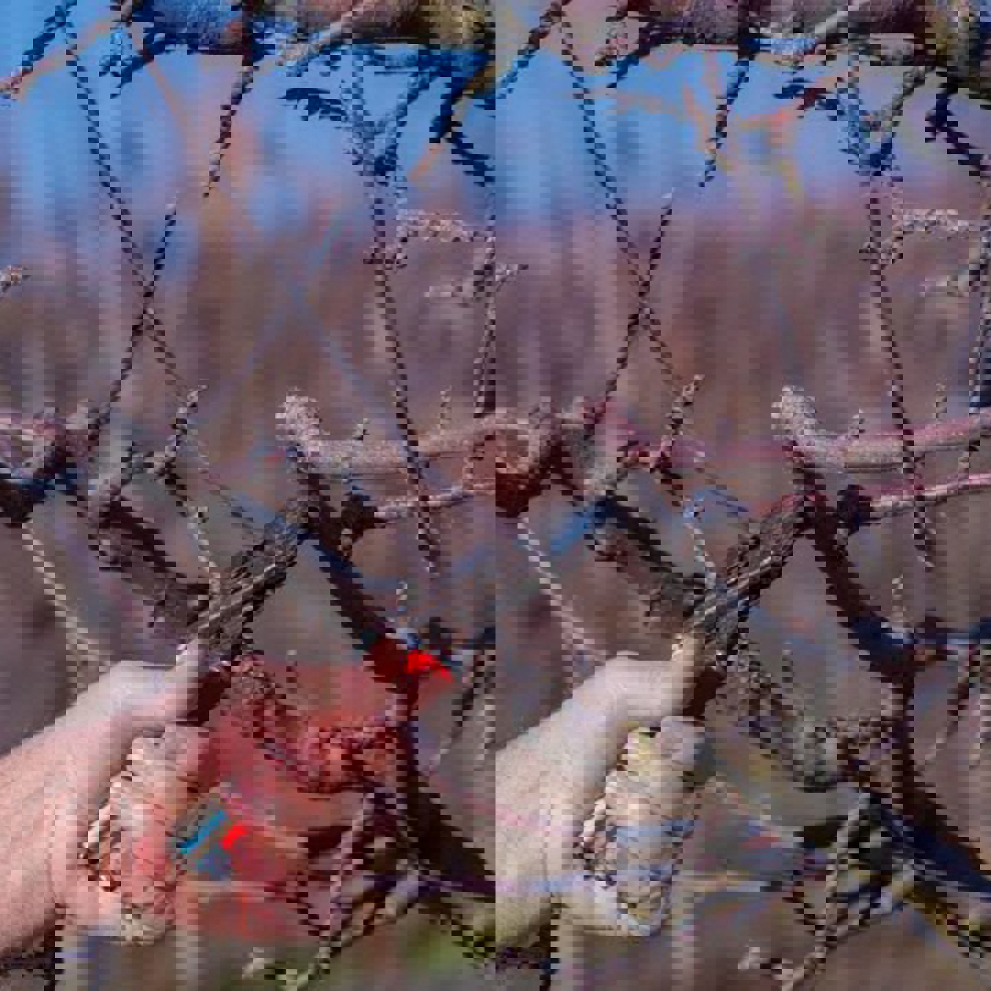 Farmer Pruning Apple Orchard Sunny February Day 996086 50 (1)