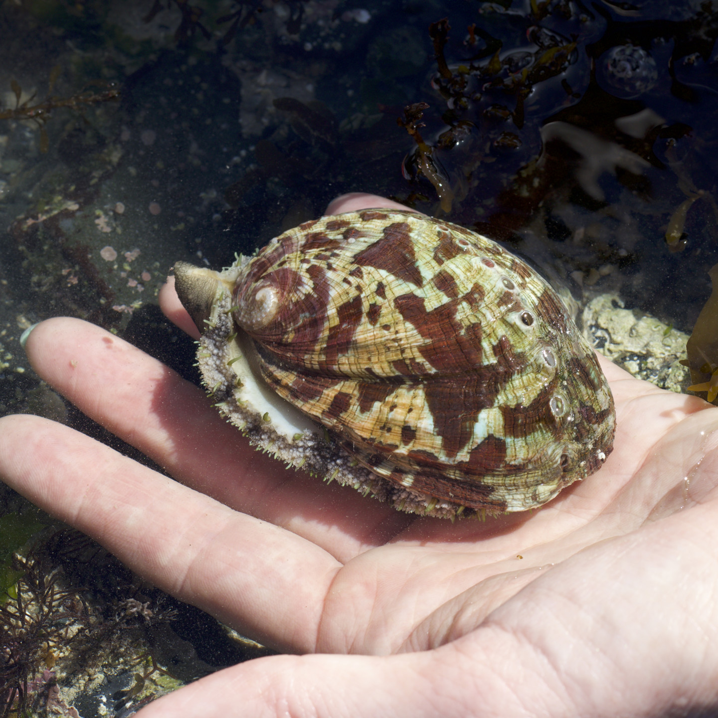 Ormer