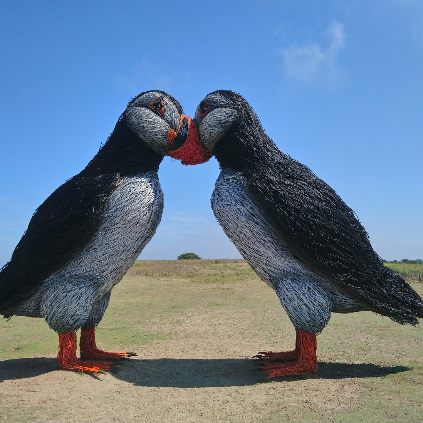 Willow Puffins