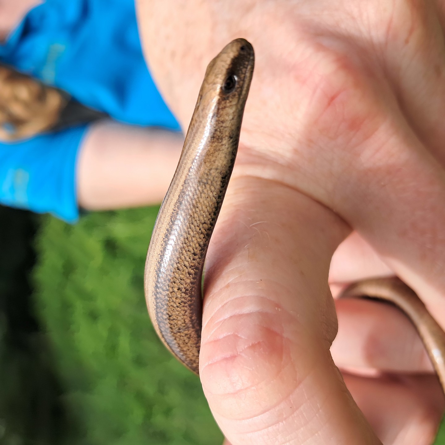 Slow Worm On Hand (Under License)
