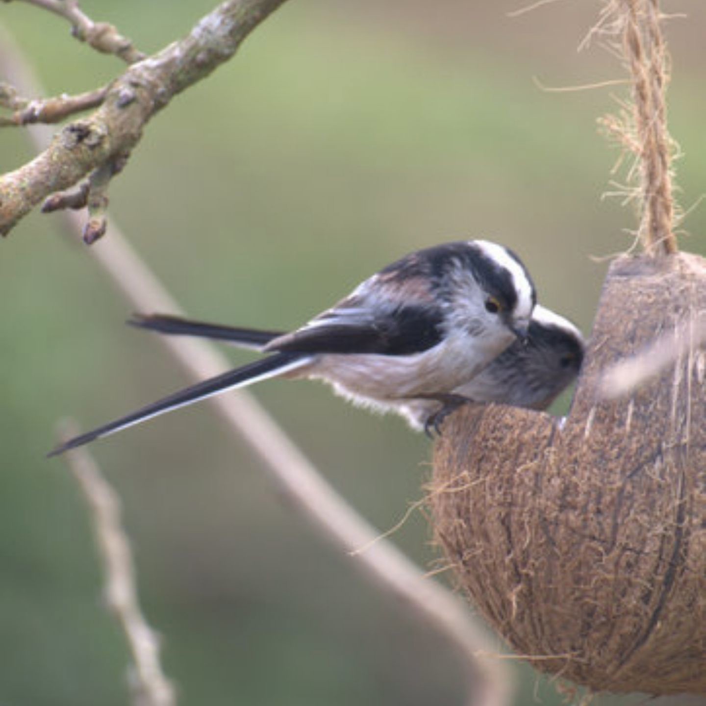 Long Tail Tit For Website